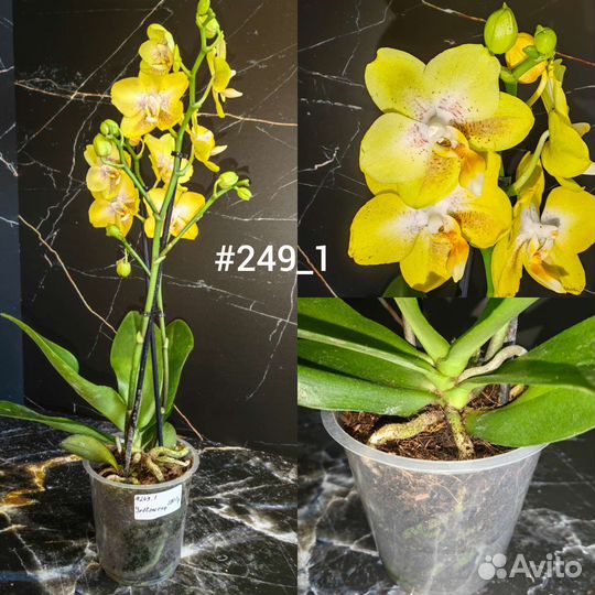 Орхидея Yellowcup