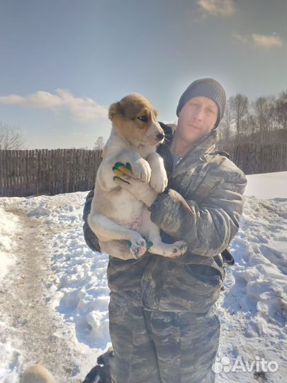 Щенки алабая