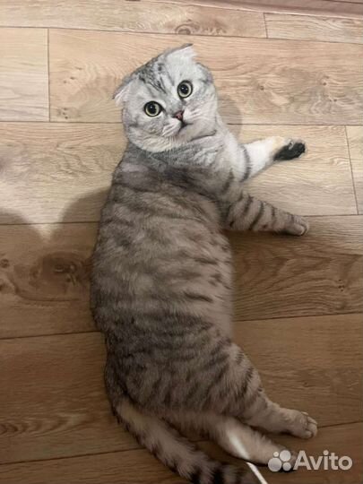 Шотландский кот вязка