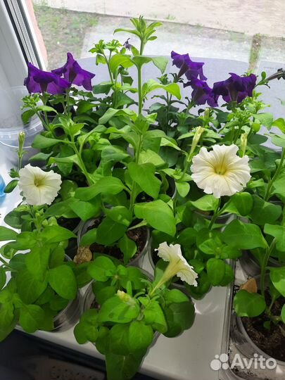 Рассада петунии на Лазо