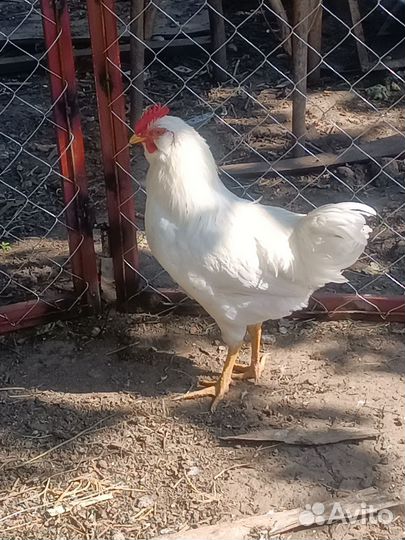 Молодые петухи