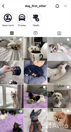 Догситтер/ Передержка собак