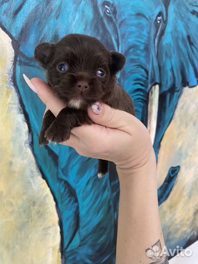 Супер мини чихуахуа