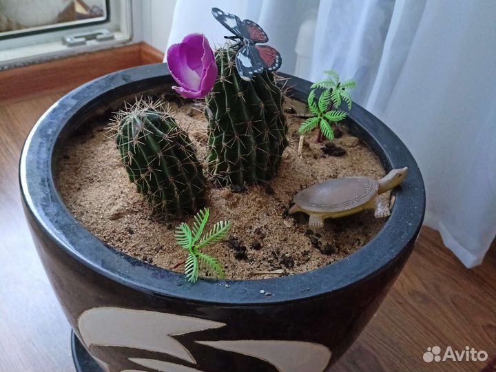 Большой кактус