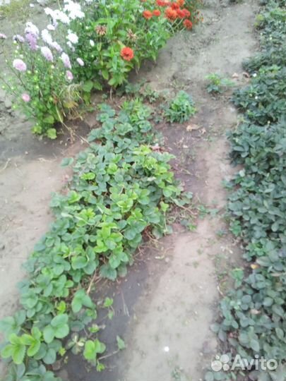 Рассада клубники ранняя