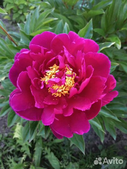Пионы саженцы