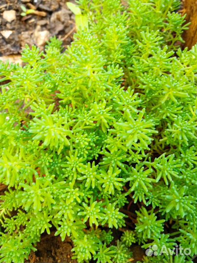 Почвопокровники цветущие