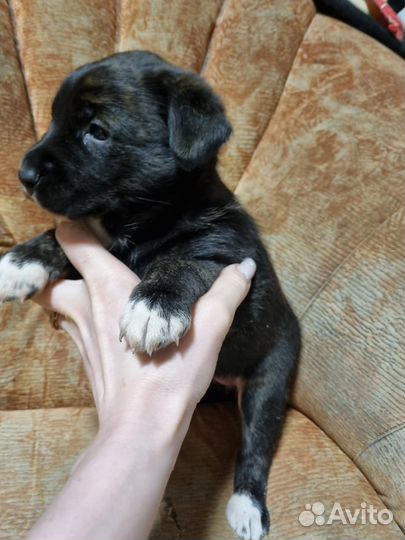 Щенок месяц ищет дом