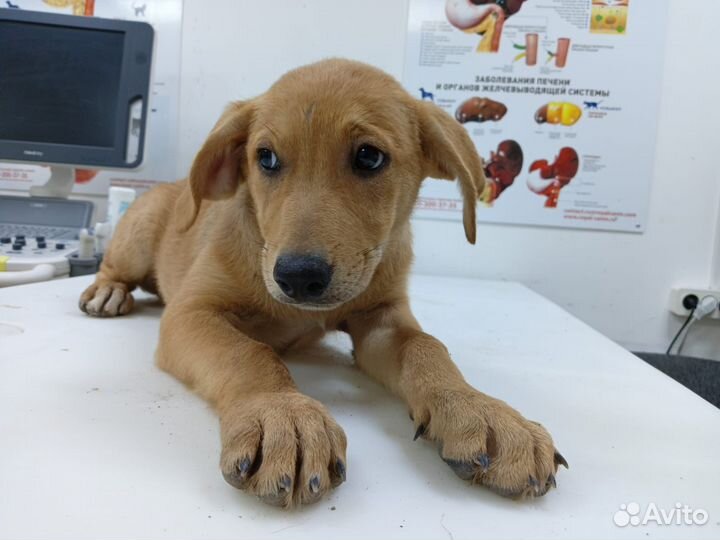 Собака в добрые руки