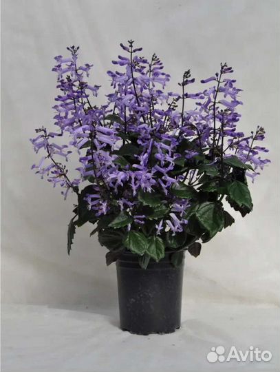 Плектрантус Mona Lavender
