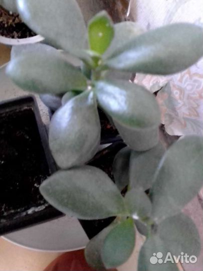 Пеларгония герань