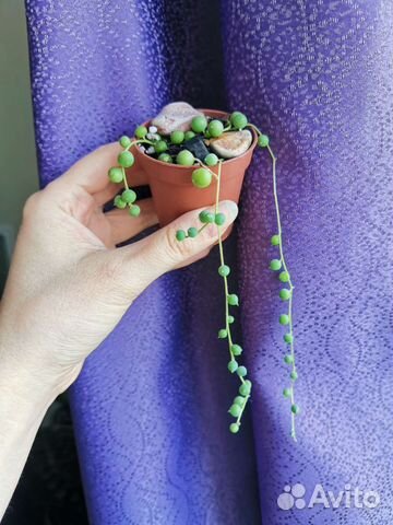 Крестовник, сенецио, церопегия вариегатная