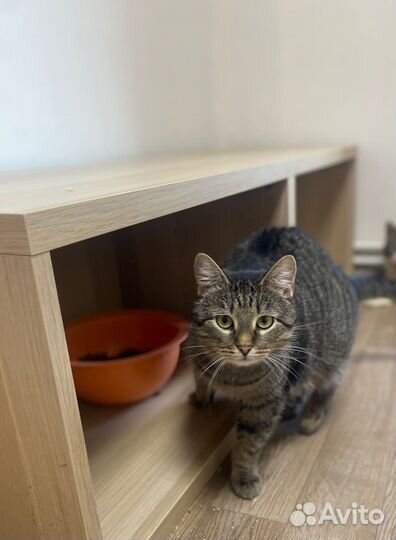 Булочка ищет дом