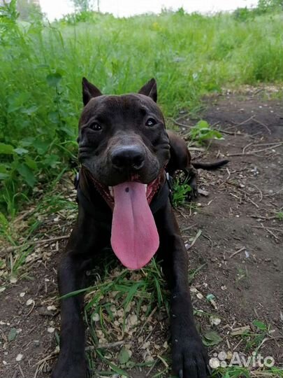 Вязка питбуль