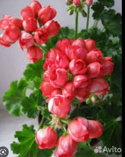 Пеларгония герань