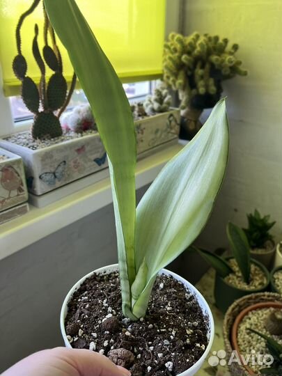 Сансевиерия бонселенсис