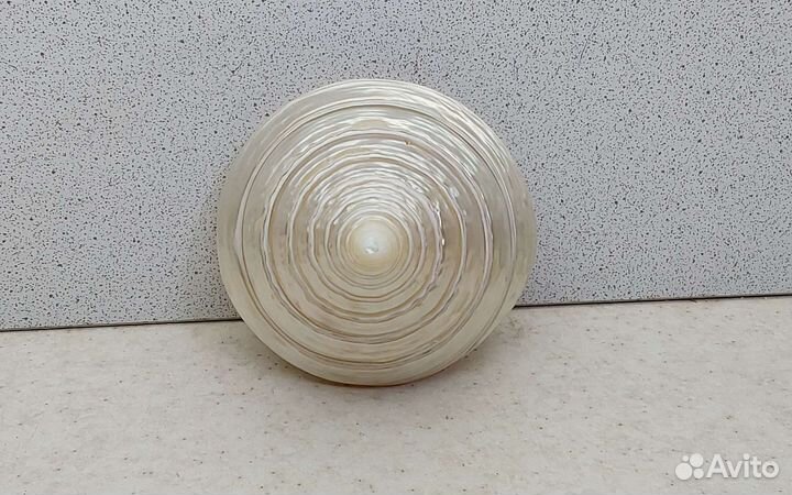 Трохус 7,2*6,6 морская ракушка раковина