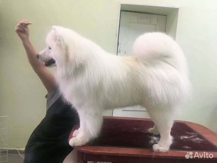 Груминг собак