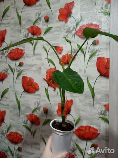 Деффеньахия