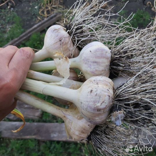 Чеснок домашний