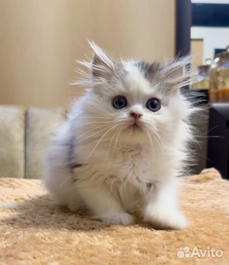 Шотландский мальчик