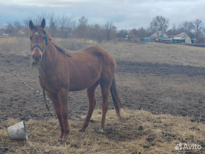 Арабские лошади