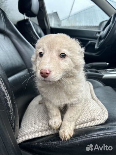 Белоснежка