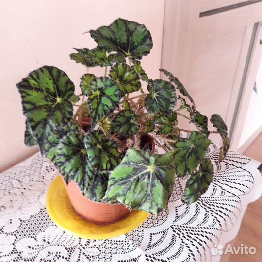 Бегония тигровая