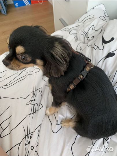 Правильная шлейка для собаки