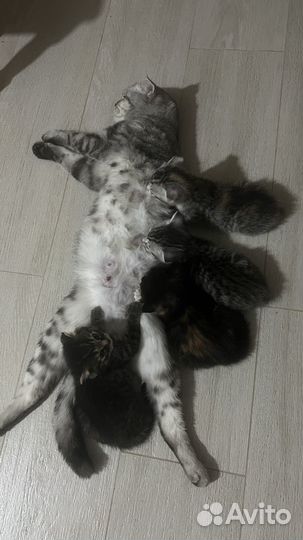 Шотландские котята