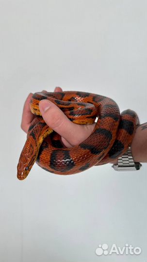Змея для фотосессии