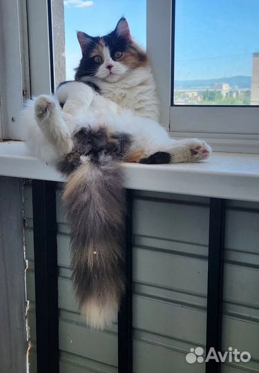 Кошка в дар бесплатно