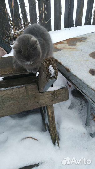 Отдам кошечку