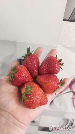 Рассада клубники усы