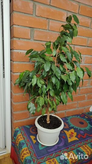 Фикус Бенджамина