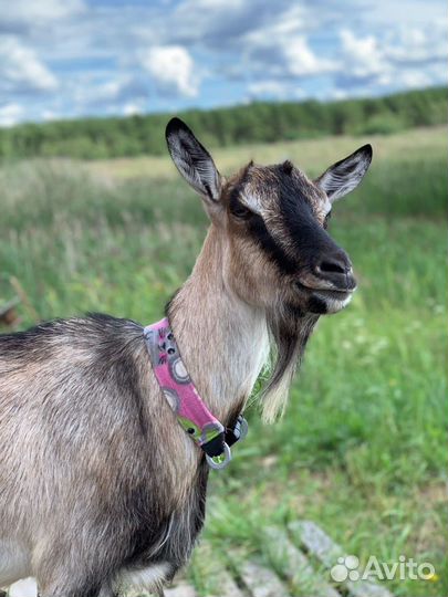 Козье молоко