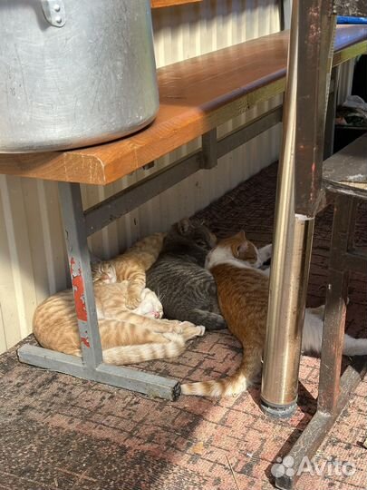 Котята в добрые руки
