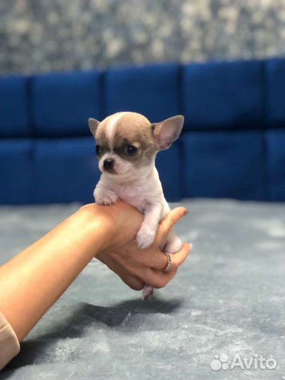 Мальчики и девочки чихуахуа