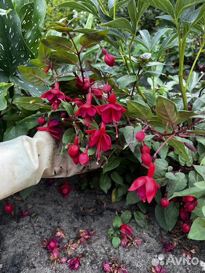 Фуксии, черенки и вполне зрелые кусты