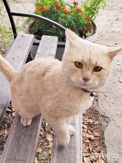 Котик Персик ищет семью