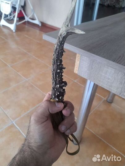 Продам или обменяю рога косули