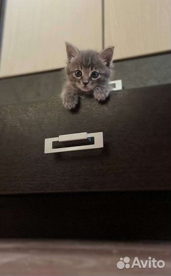 Кошка в дар