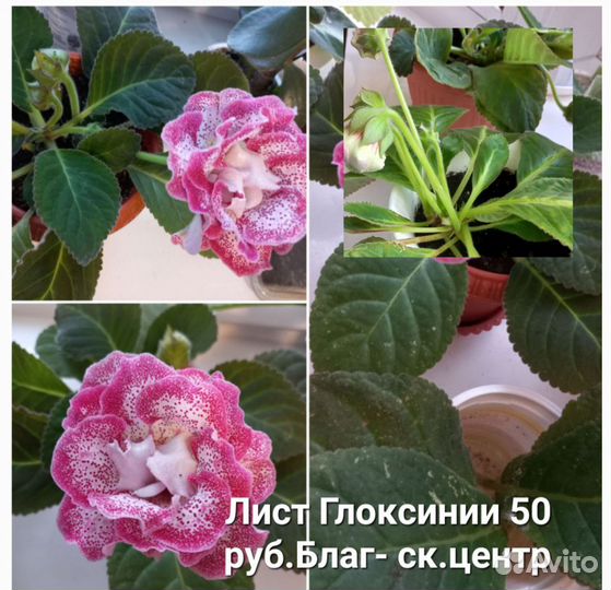 Глоксиния