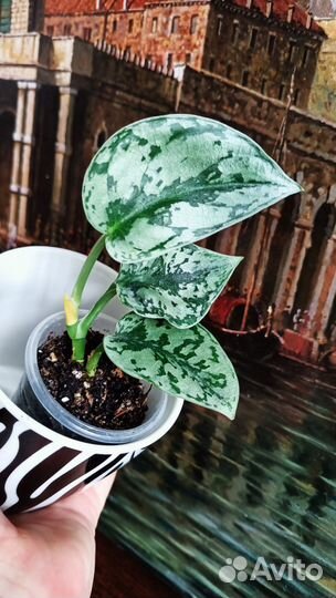 Сциндапсусы. Эпипремнумы