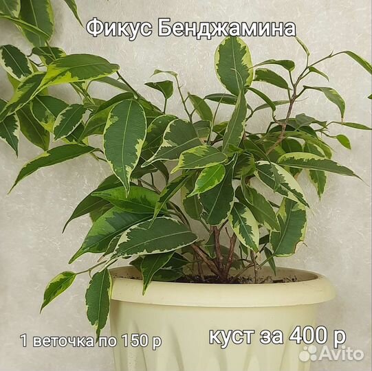 Фикус Бенджамина пестролистный