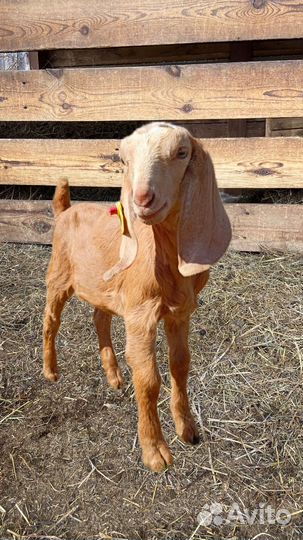 Англо нубийский козлик