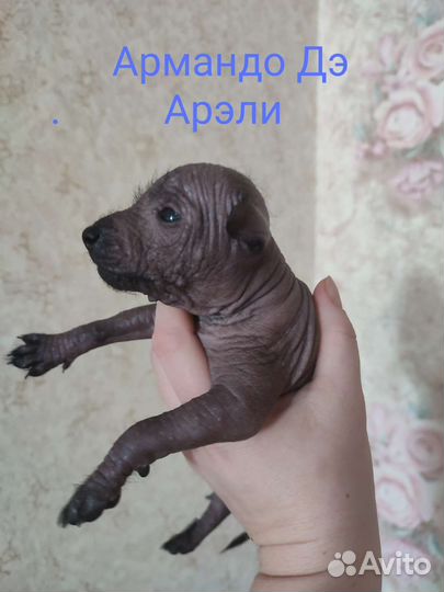Ксолоитцкуинтли мини
