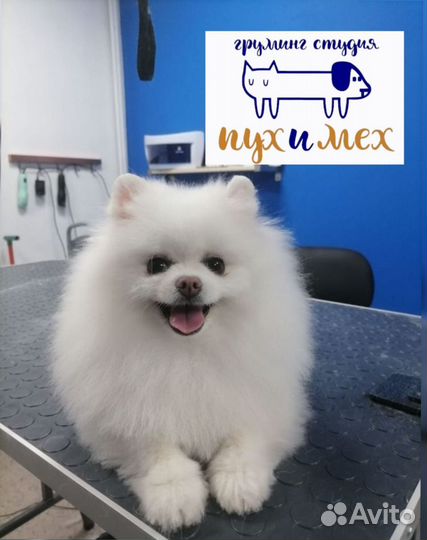 Стрижка собак и кошек. Груминг