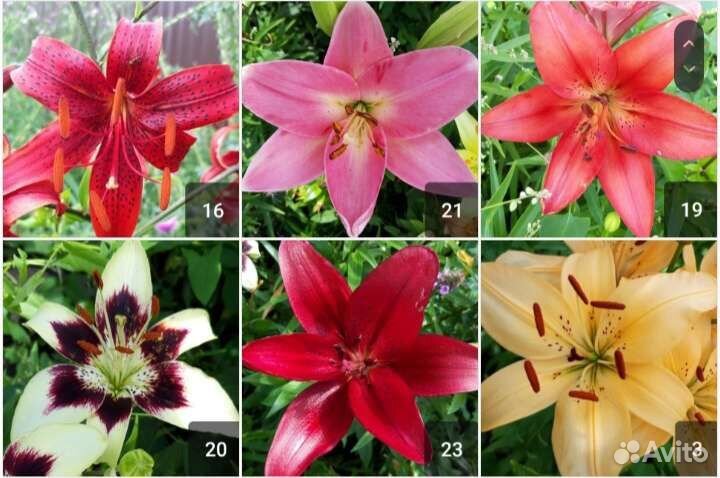 Лилия (27 сортов)