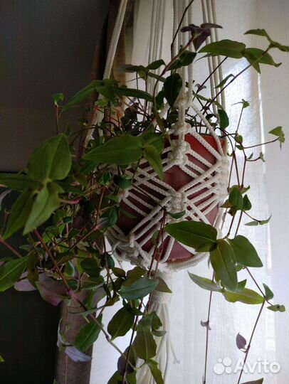 Комнатные цветы традесканция в кашпо макраме